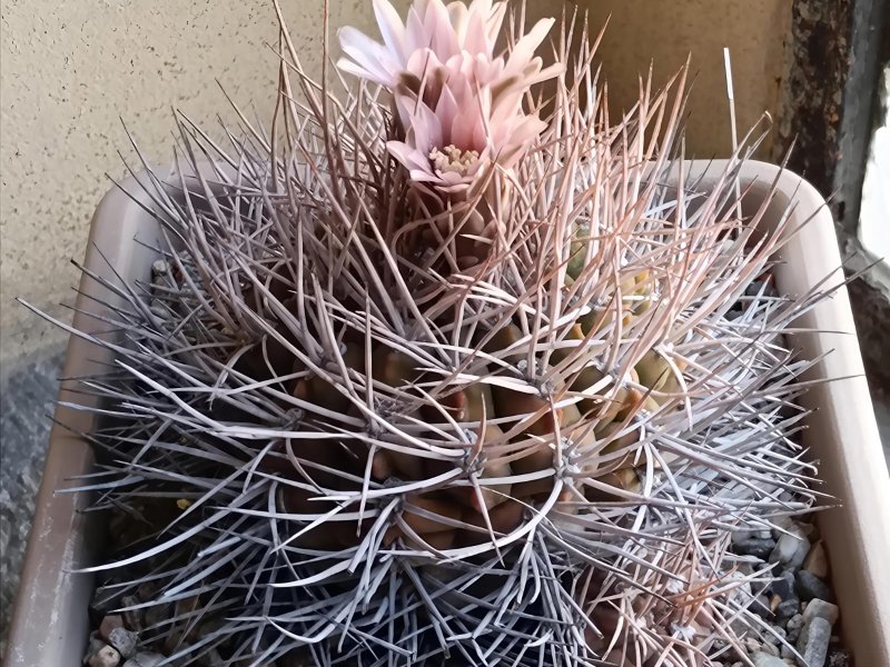 gymnocalycium mazanense v. polycephalum
