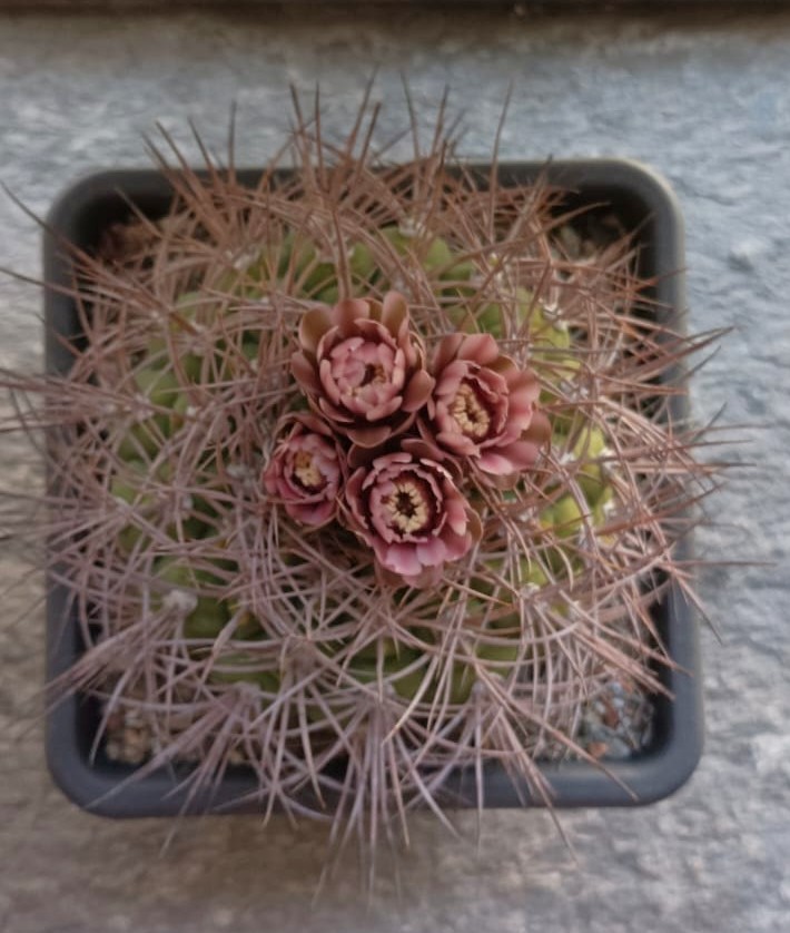 Gymnocalycium mazanense v. polycephalum p 223
