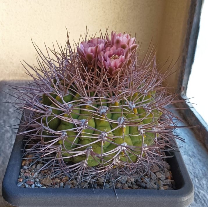 Gymnocalycium mazanense v. polycephalum p 223