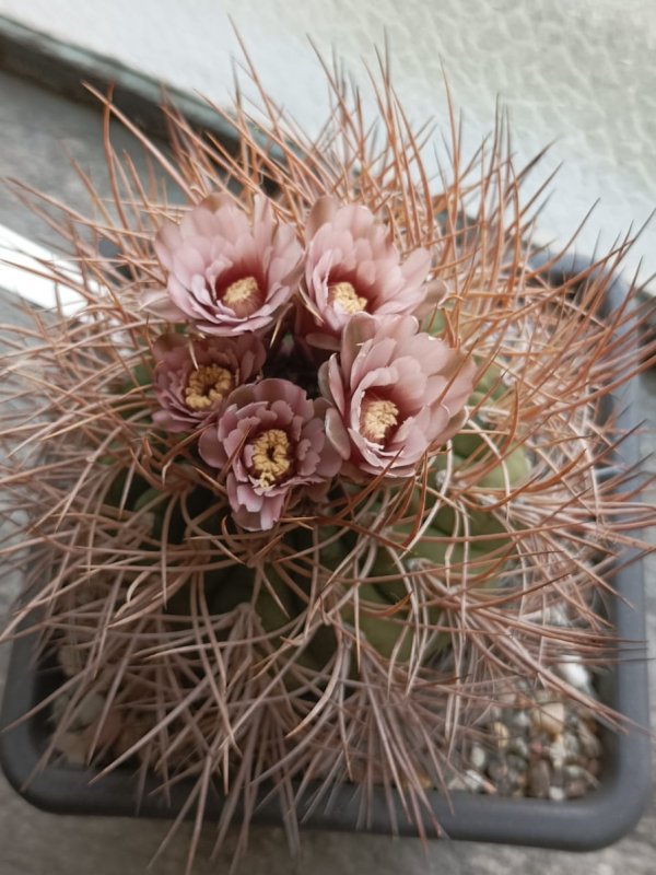 Gymnocalycium mazanense v. polycephalum vs 46