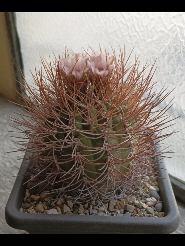Gymnocalycium mazanense v. polycephalum vs46