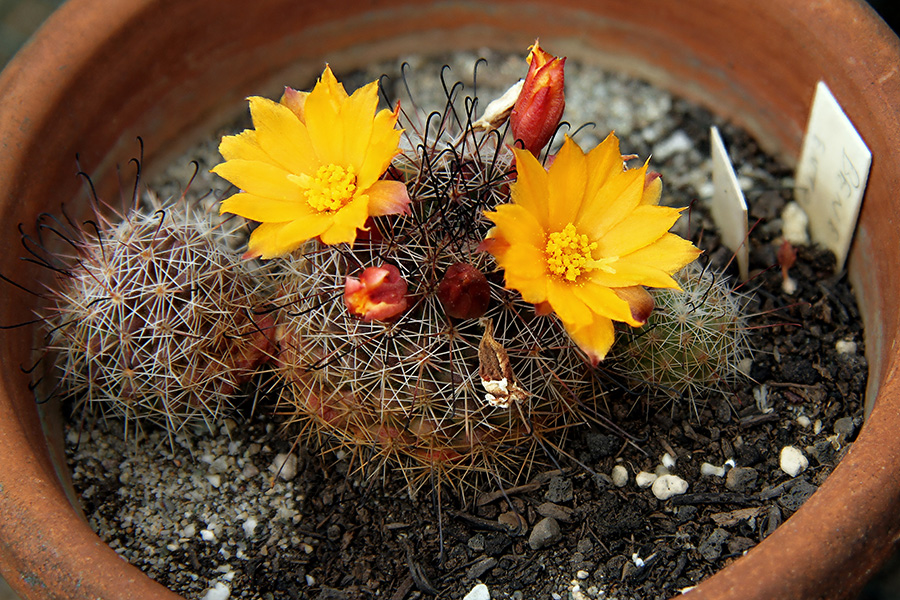 Mammillaria beneckei 