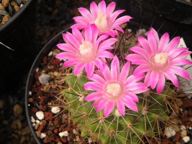 Mammillaria melanocentra ssp. rubrograndis L1220