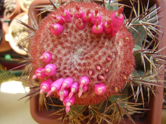 Melocactus sp. 