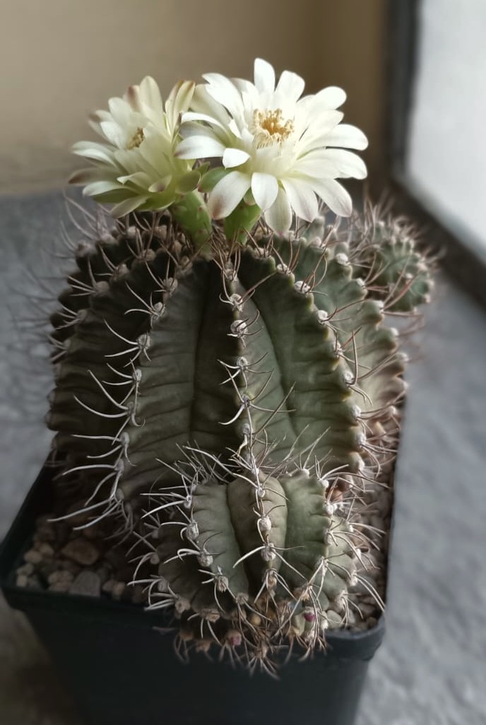 Gymnocalycium mendozaense 