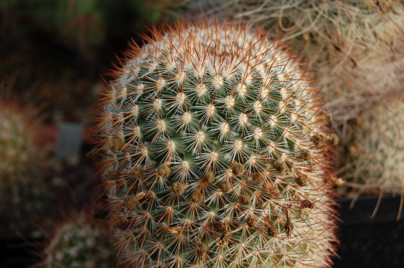 Mammillaria rekoi SB 581