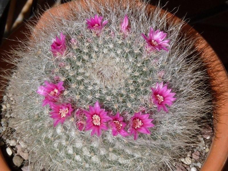 Mammillaria hahniana 