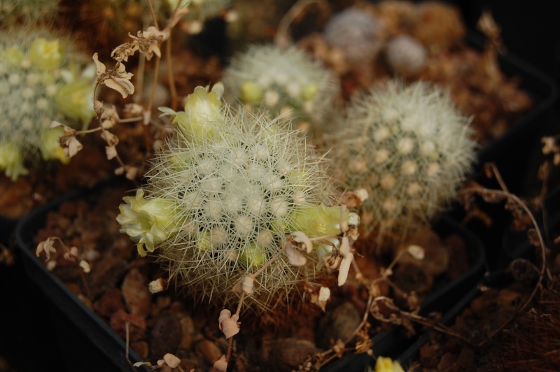 Mammillaria mieheana 