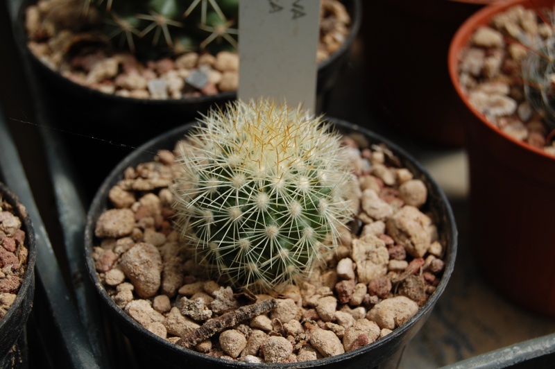 Mammillaria mieheana v. globosa 