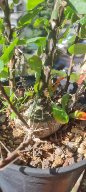 fouquieria fasciculata