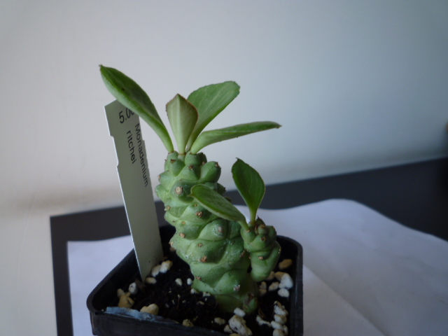 Monadenium ritchiei 