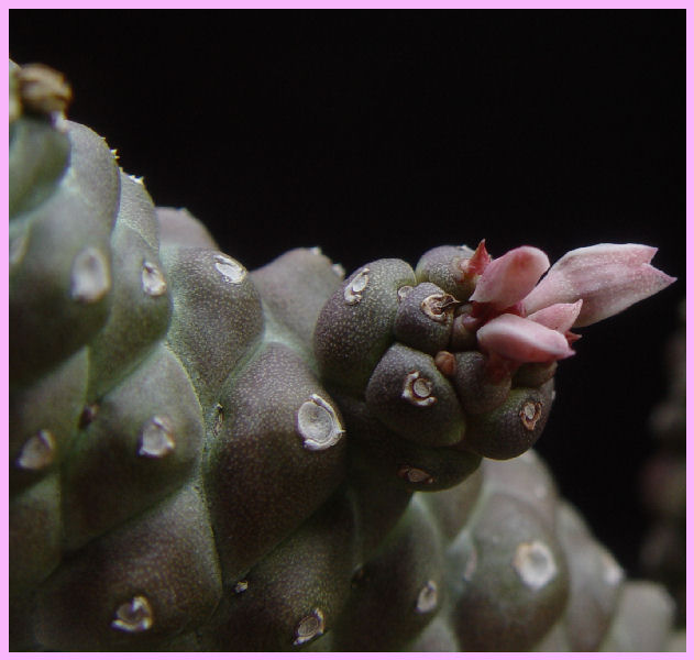 Monadenium ritchiei 