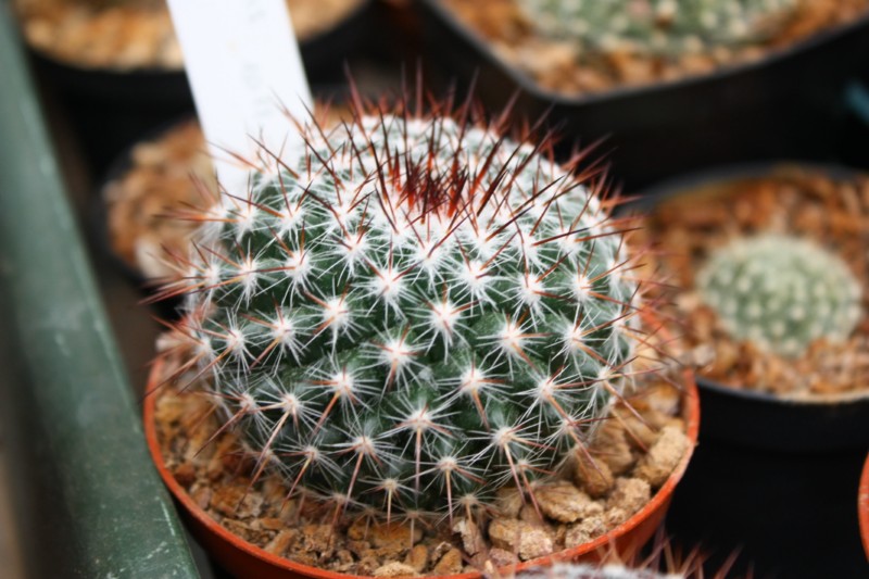 Mammillaria aff. montensis ROG 735