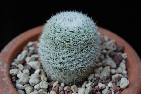 Mammillaria monticola ML 52