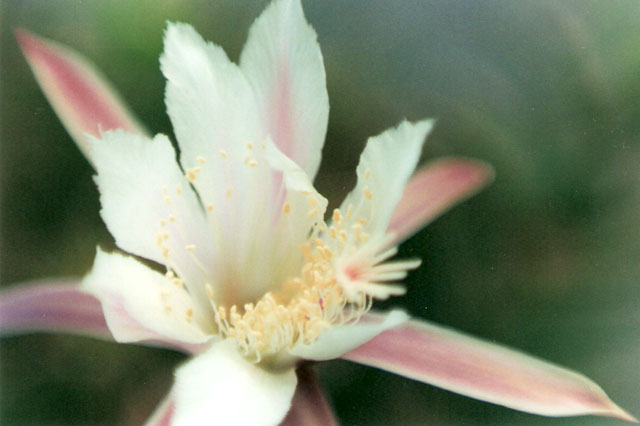 Monvillea spegazzinii 