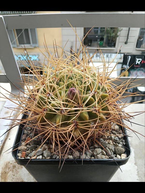 Gymnocalycium monvillei 