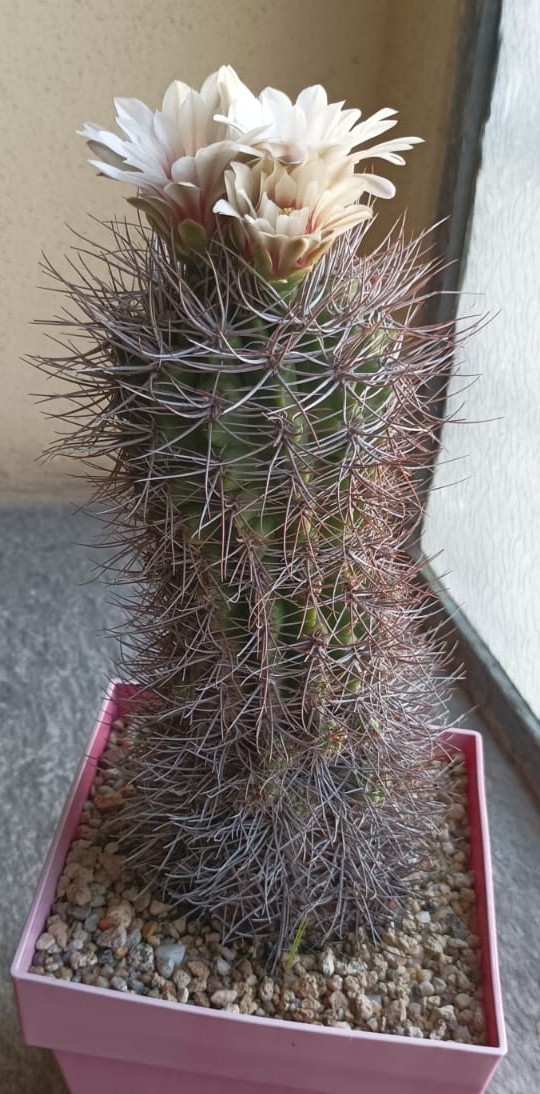Gymnocalycium mostii 