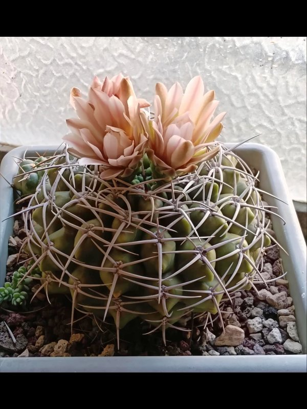 gymnocalycium mostii v. kurtzianum