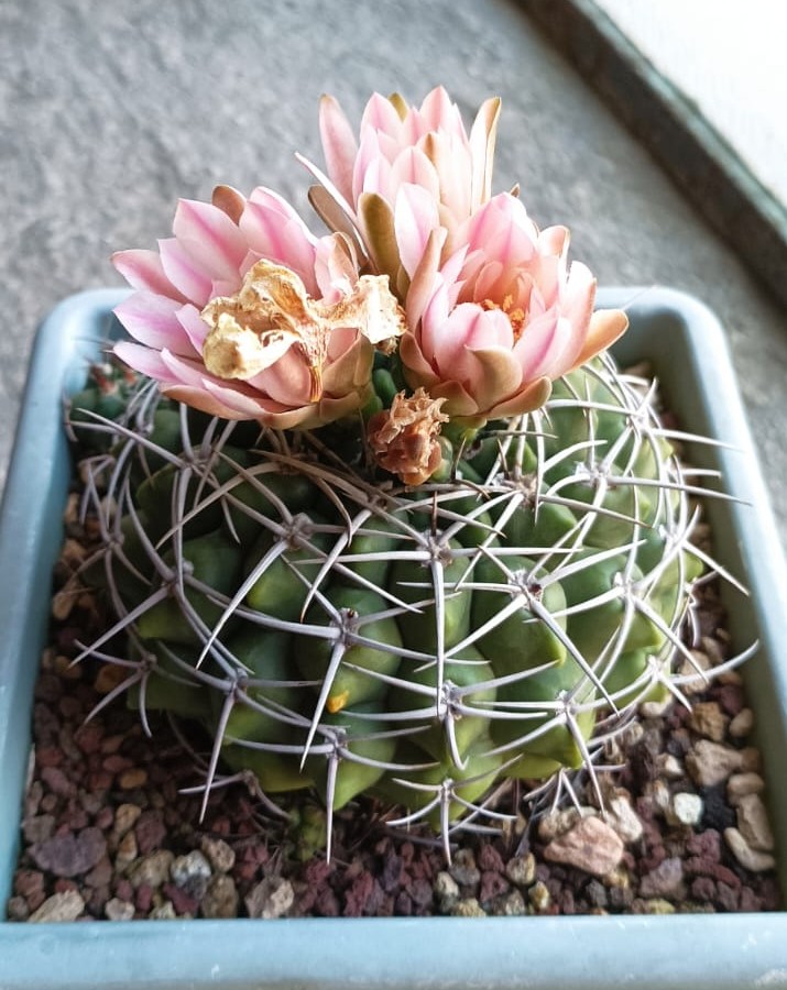gymnocalycium mostii v. kurtzianum