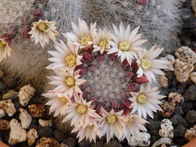 Mammillaria schwarzii 