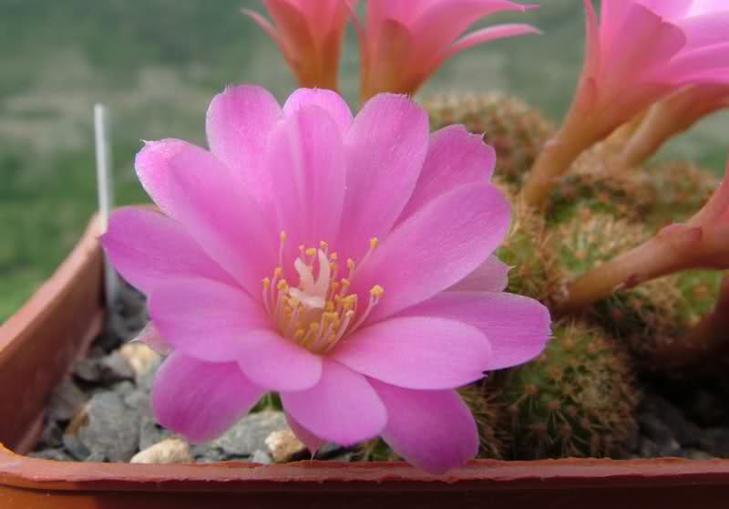 Rebutia perplexa 