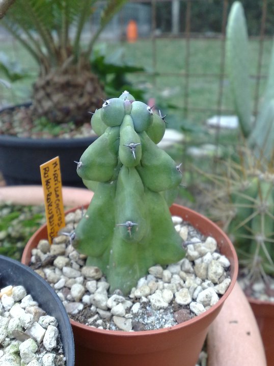 Myrtillocactus cv. ruku-rokuruizinboku 