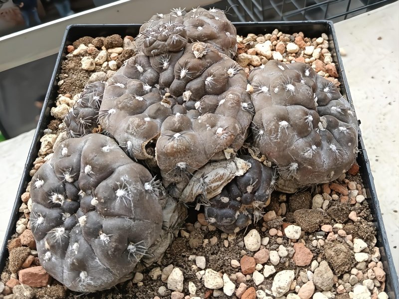 gymnocalycium natalie