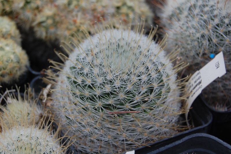 Mammillaria nazasensis SB 489