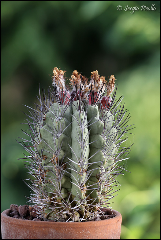 Neoporteria paucicostata 