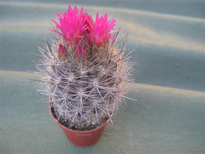 Neoporteria subgibbosa 