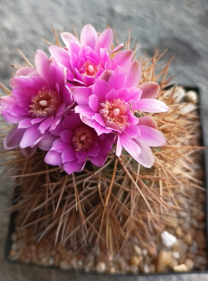 Gymnocalycium neuhuberi 