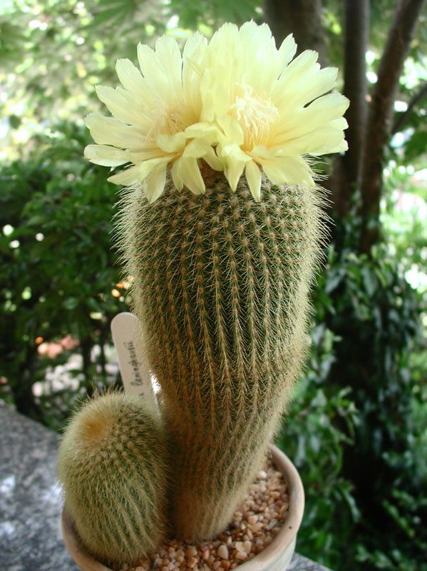 Parodia leninghausii 