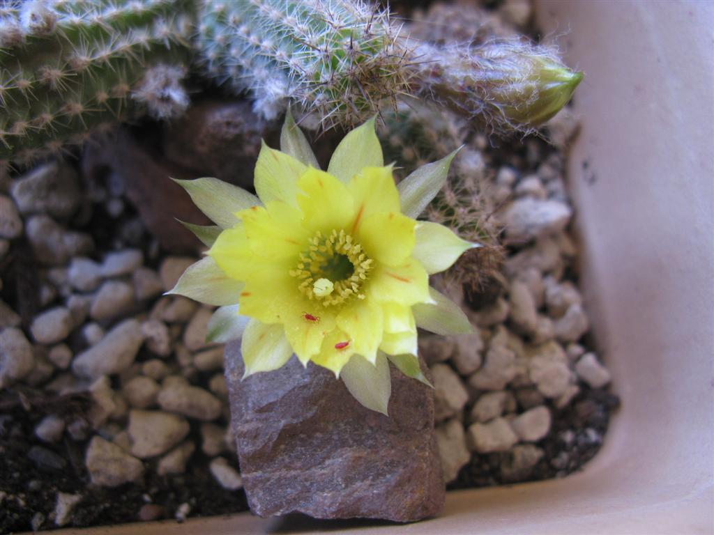 Chamaecereus sp. 