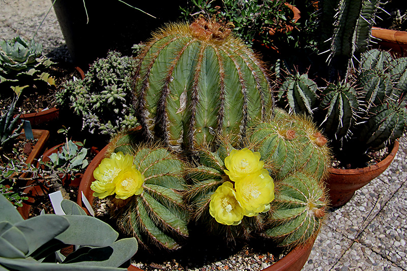 notocactus magnificus