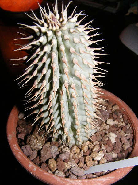 Hoodia juttae 