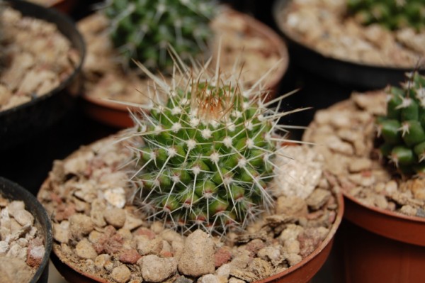 Mammillaria oaxacensis MZ 634