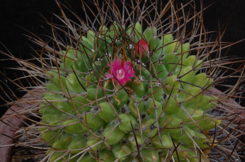 Mammillaria polythele ssp. obconella 