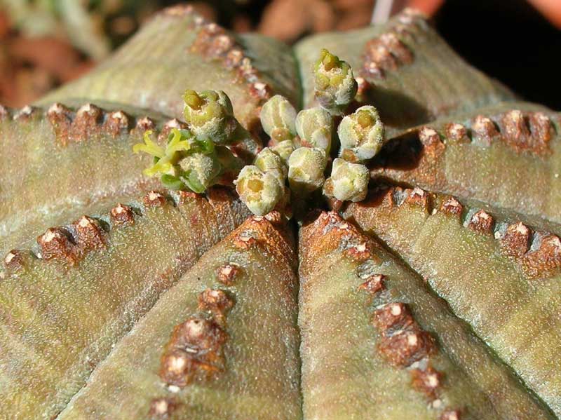 Euphorbia obesa 