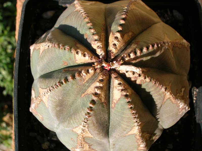 Euphorbia obesa 