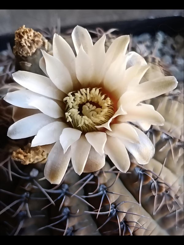 Gymnocalycium occultum 