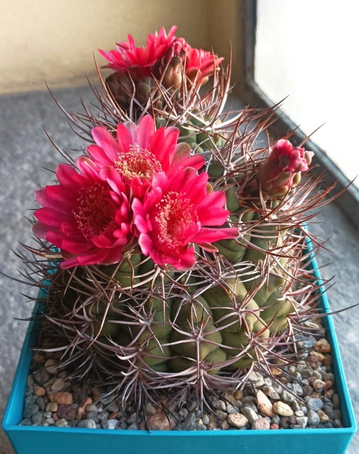 gymnocalycium oenanthemum ssp. carminanthum