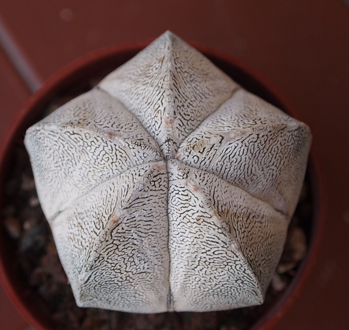 Astrophytum myriostigma cv. onzuka 