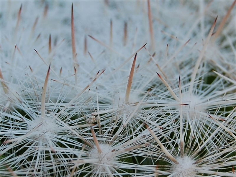 Mammillaria ortizrubiana 