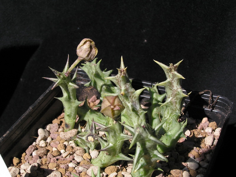 Orbea dummeri 