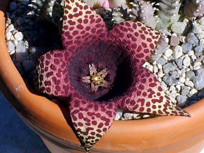 Orbea variegata x tavaresia grandiflora 