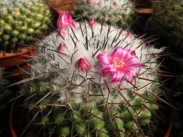 Mammillaria orcuttii 