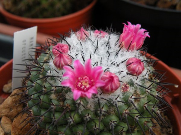 Mammillaria orcuttii 