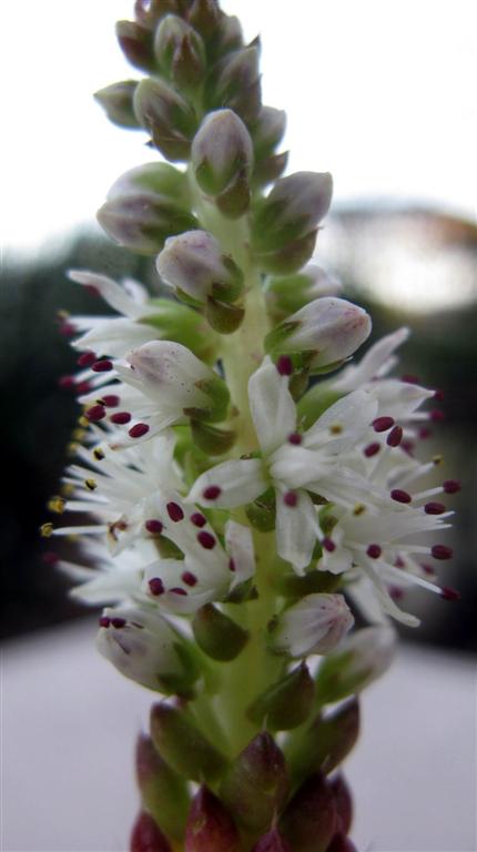 Orostachys spinosa 