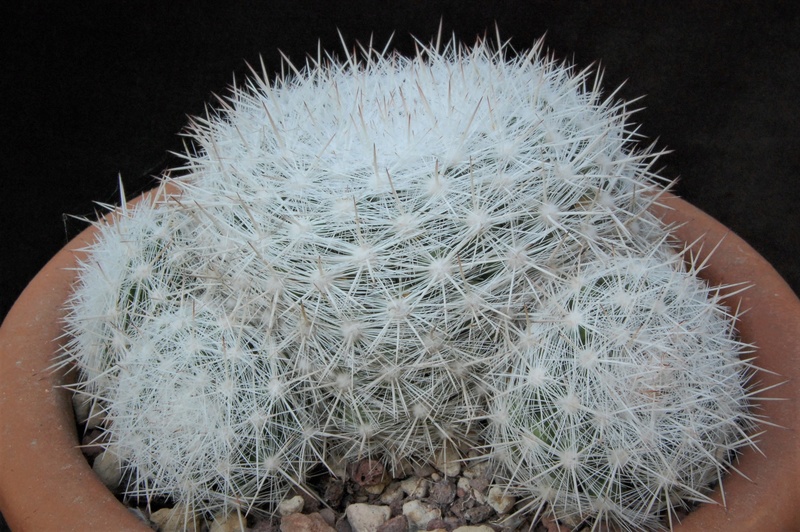 mammillaria ortizrubiana