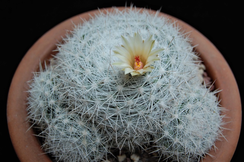 Mammillaria ortizrubiana 